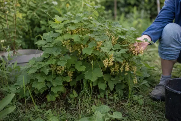 Coacăz alb (Ribes rubrum var. album) – ghid pas cu pas de plantare și întreținere