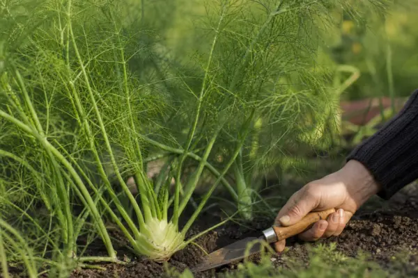Fenicul (Foeniculum vulgare) – sfaturi pentru plantare, creștere și întreținere