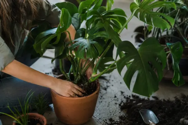 Monstera (Monstera deliciosa) – condiții de creștere, plantare și îngrijire