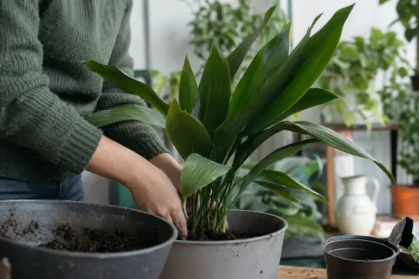 Aspidistra (Aspidistra elatior) – de la plantare la întreținerea de zi cu zi