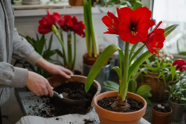 Amaryllis (Hippeastrum hybridum) – plantare, udare și întreținere