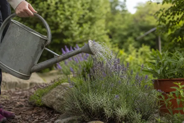 Lavanda (Lavandula angustifolia) – plantare, udare și întreținere