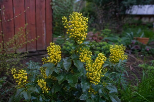 Mahonia (Mahonia aquifolium) – condiții de creștere, plantare și îngrijire