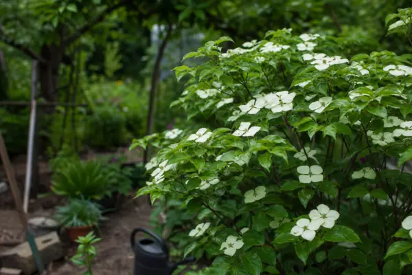 Sânger alb (Cornus alba) – de la plantare la întreținerea de zi cu zi