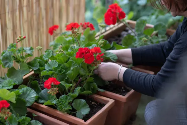 Mușcata (Pelargonium zonale) – sfaturi pentru plantare, creștere și întreținere