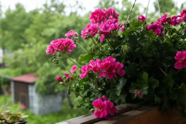 Mușcata curgătoare (Pelargonium peltatum) – de la plantare la întreținerea de zi cu zi