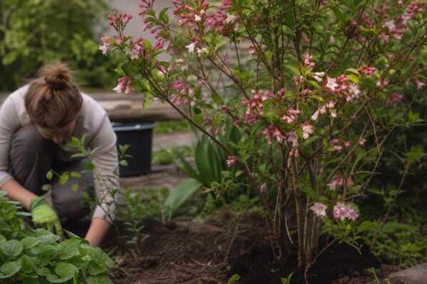 Weigela (Weigela florida) – tot ce trebuie să știi despre plantare și îngrijire