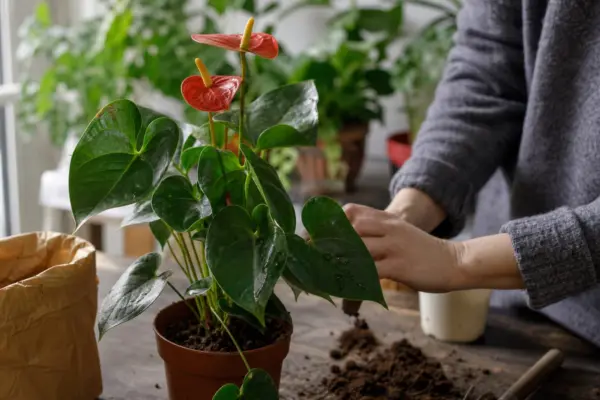 Anthurium (Anthurium andraeanum) – ghid pas cu pas de plantare și întreținere