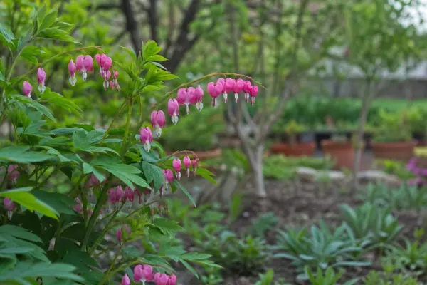 Cerceii doamnei (Dicentra spectabilis) – ghid practic de plantare și îngrijire