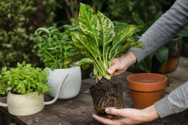 Aglaonema (Aglaonema commutatum) – de la plantare la întreținerea de zi cu zi