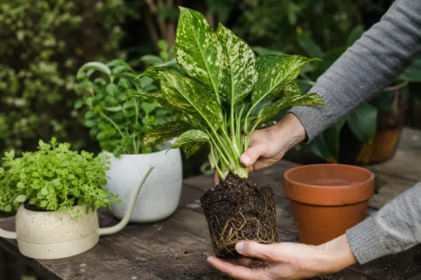 Aglaonema (Aglaonema commutatum) – de la plantare la întreținerea de zi cu zi