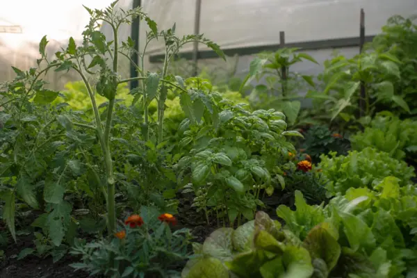 Ce legume pot fi cultivate împreună în același solar