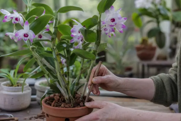 Orhideea Dendrobium (Dendrobium nobile) – sfaturi de plantare și îngrijire