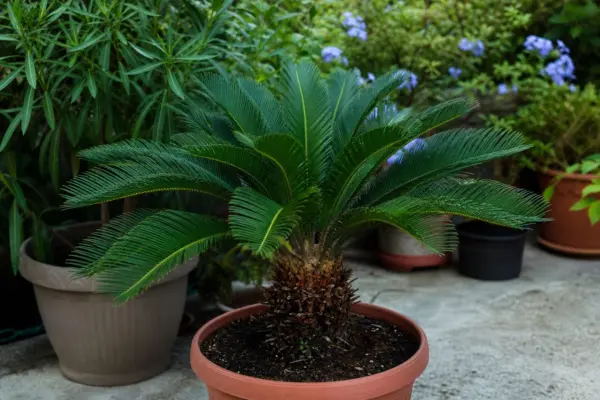 Cycas (Cycas revoluta) – tot ce trebuie să știi despre plantare și îngrijire