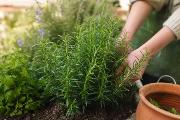 Rozmarin (Rosmarinus officinalis) – ghid complet de cultivare și îngrijire