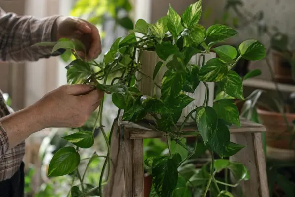 Pothos (Epipremnum aureum) – ghid practic de plantare și îngrijire