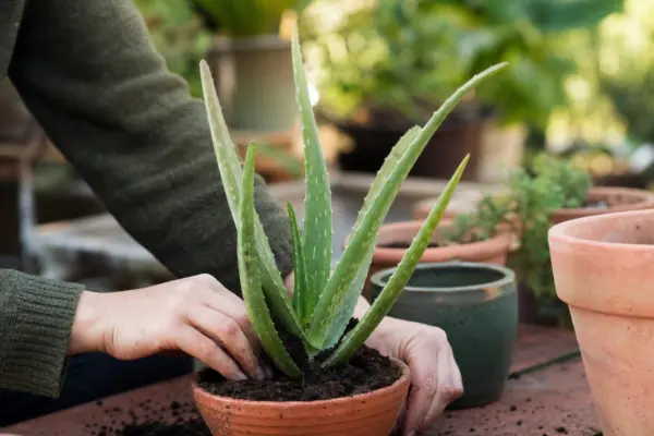 Aloe vera (Aloe vera) – sfaturi de plantare și îngrijire