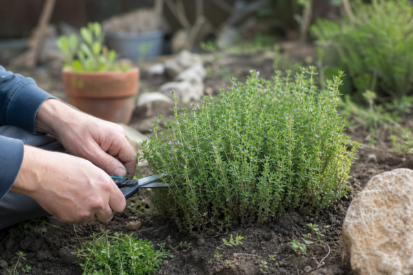 Cimbrișor (Thymus vulgaris) – condiții de creștere, plantare și îngrijire