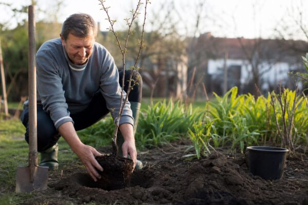 Prun (Prunus domestica) – plantare și îngrijire pas cu pas