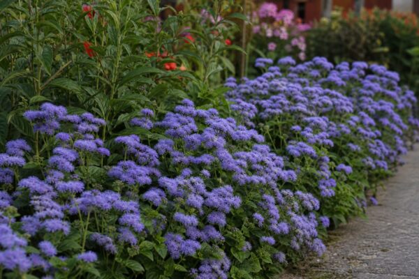 Ageratum (Ageratum houstonianum) – plantare, îngrijire și greșeli de evitat