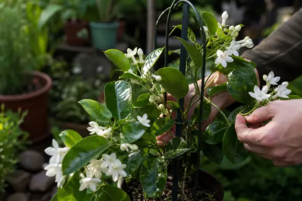 Stephanotis (Stephanotis floribunda) – plantare, udare și întreținere