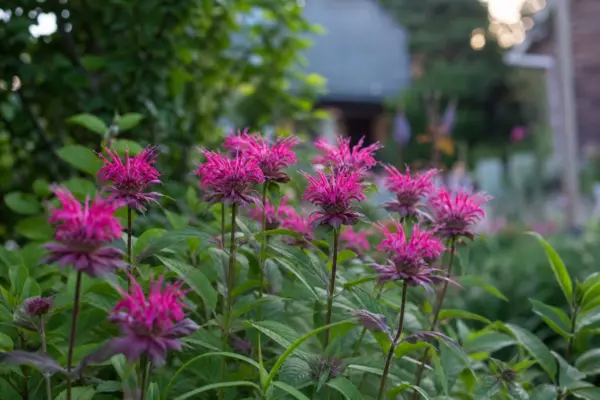 Monarda (Monarda didyma) – sfaturi pentru plantare, creștere și întreținere