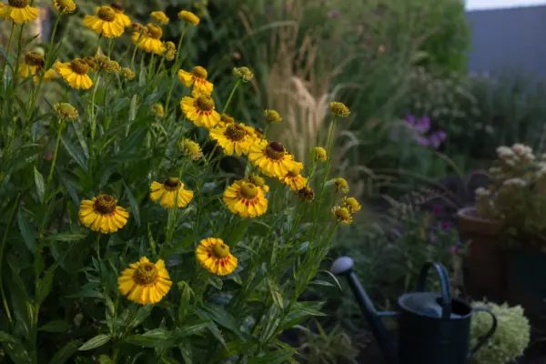 Helenium (Helenium autumnale) – plantare și îngrijire pas cu pas