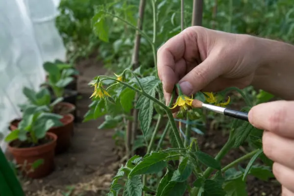 Cum ajuți florile de roșii să se polenizeze în spațiul protejat