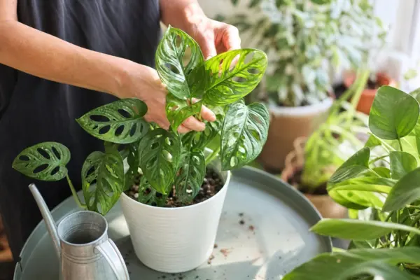 Monstera găurită (Monstera adansonii) – plantare, udare și întreținere
