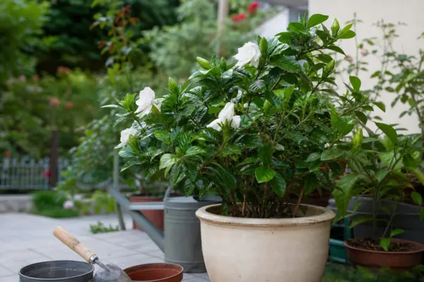 Gardenia (Gardenia jasminoides) – ghid complet de cultivare și îngrijire
