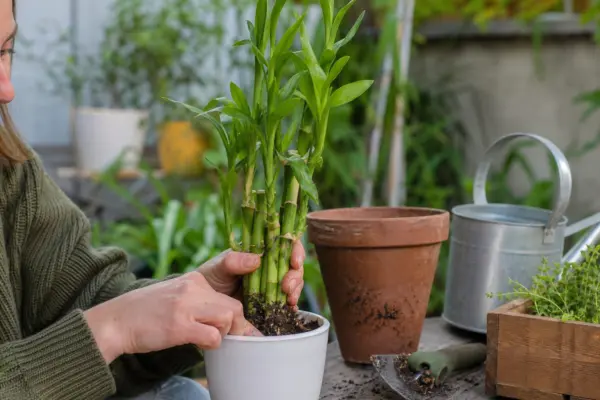 Bambusul norocos (Dracaena sanderiana) – tot ce trebuie să știi despre plantare și îngrijire