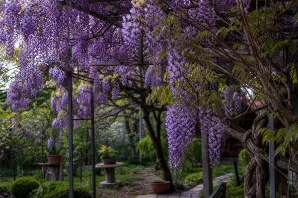 Glicină (Wisteria sinensis) – tot ce trebuie să știi despre plantare și îngrijire