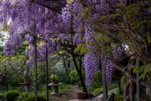 Glicină (Wisteria sinensis) – tot ce trebuie să știi despre plantare și îngrijire