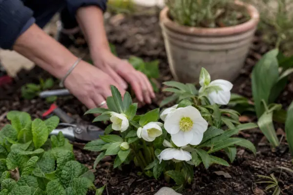 Trandafirul de Crăciun (Helleborus niger) – ghid practic de plantare și îngrijire