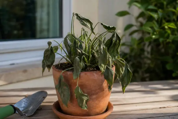 Semnele care arată că plantele suferă din cauza lipsei de apă