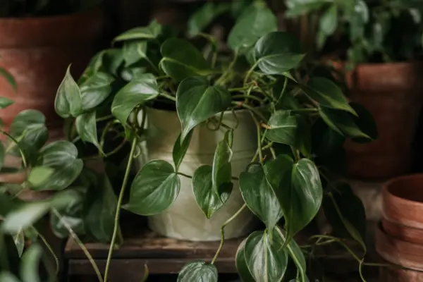 Filodendronul (Philodendron scandens) – sfaturi pentru plantare, creștere și întreținere