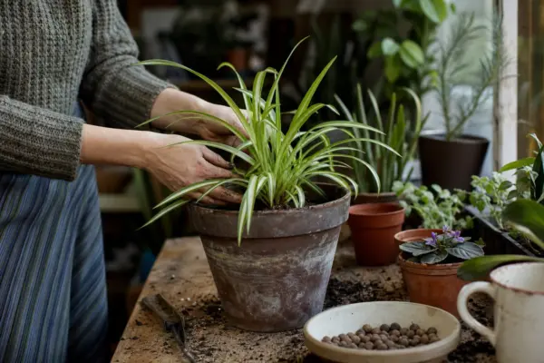 Panglicuța (Chlorophytum comosum) – sfaturi utile pentru plantare și îngrijire