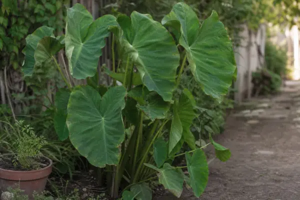Colocasia (Colocasia esculenta) – ghid practic de plantare și îngrijire