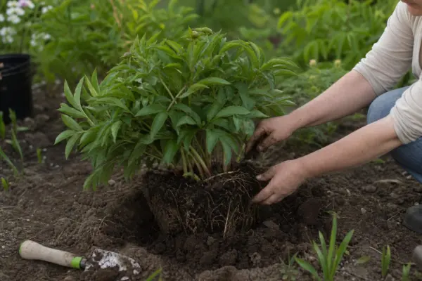 Bujorul (Paeonia) – ghid practic de plantare și îngrijire