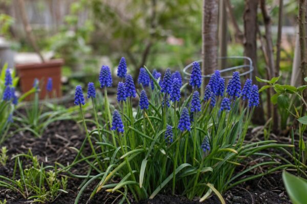 Muscari (Muscari armeniacum) – plantare, udare și întreținere