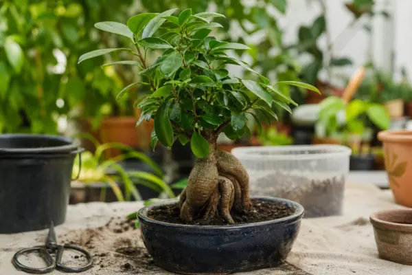 Ficus ginseng (Ficus microcarpa) – de la plantare la întreținerea de zi cu zi