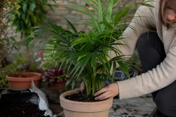 Palmier kentia (Howea forsteriana) – ghid practic de plantare și îngrijire
