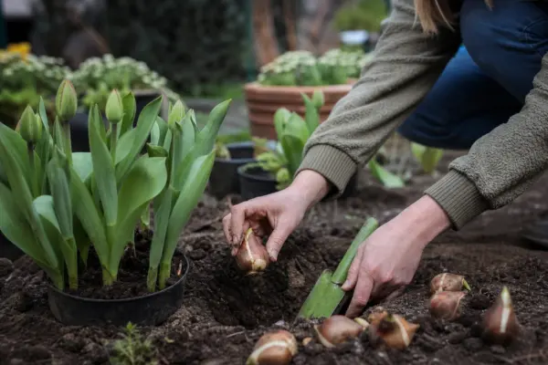 Laleaua (Tulipa) – tot ce trebuie să știi despre plantare și îngrijire