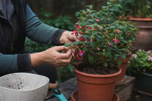 Cerceluș (Fuchsia hybrida) – plantare, îngrijire și greșeli de evitat