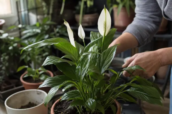 Crinul păcii (Spathiphyllum) – sfaturi utile pentru plantare și îngrijire
