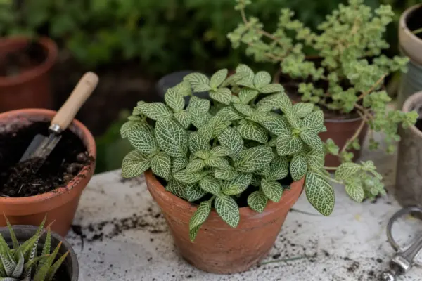 Fittonia (Fittonia albivenis) – sfaturi pentru plantare, creștere și întreținere