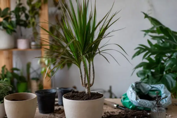 Dracaena (Dracaena marginata) – tot ce trebuie să știi despre plantare și îngrijire