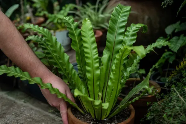 Feriga cuib de pasăre (Asplenium nidus) – sfaturi utile pentru plantare și îngrijire