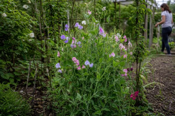 Sângele-voinicului (Lathyrus odoratus) – sfaturi utile pentru plantare și îngrijire