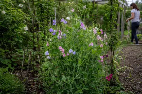Sângele-voinicului (Lathyrus odoratus) – sfaturi utile pentru plantare și îngrijire